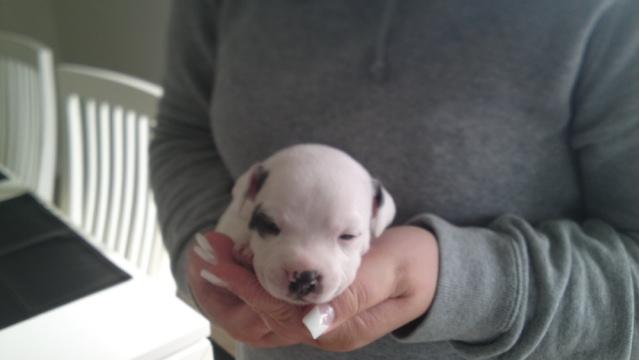 Staffordshire bull terrier Oskar billede 5