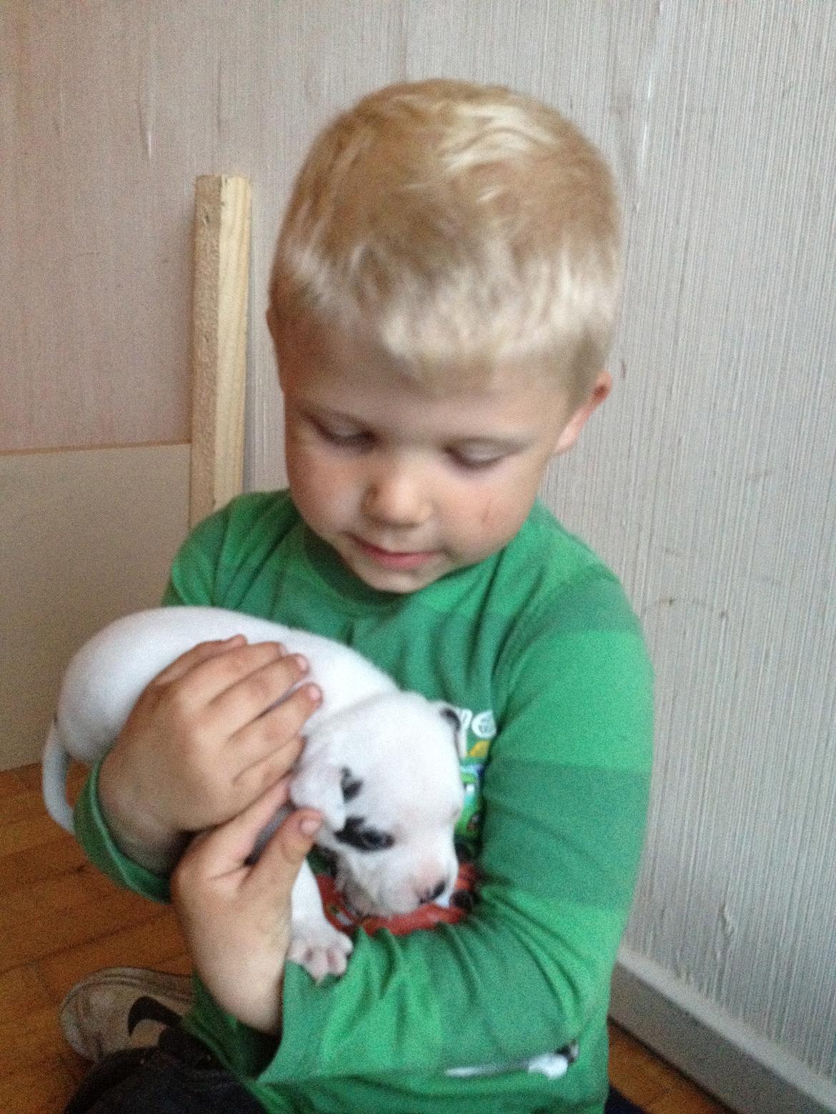 Staffordshire bull terrier Oskar billede 6