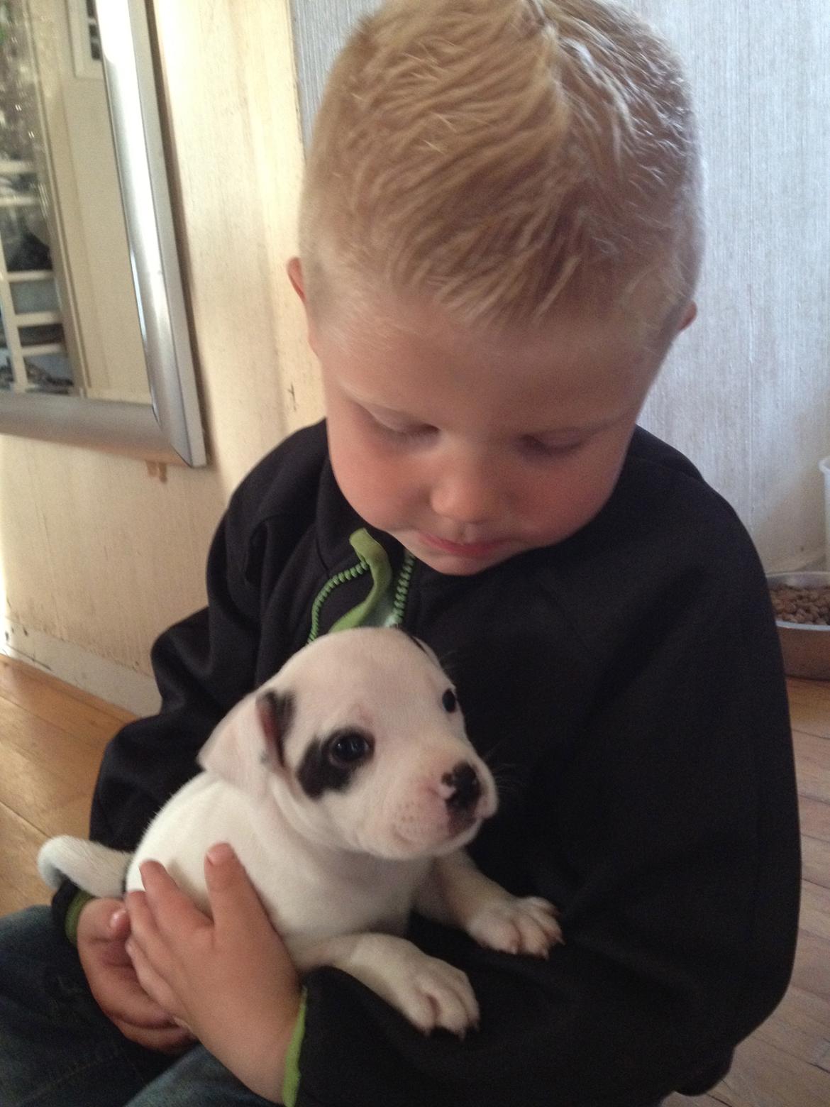 Staffordshire bull terrier Oskar billede 7