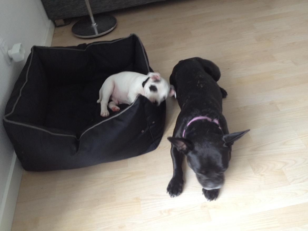 Staffordshire bull terrier Oskar billede 8