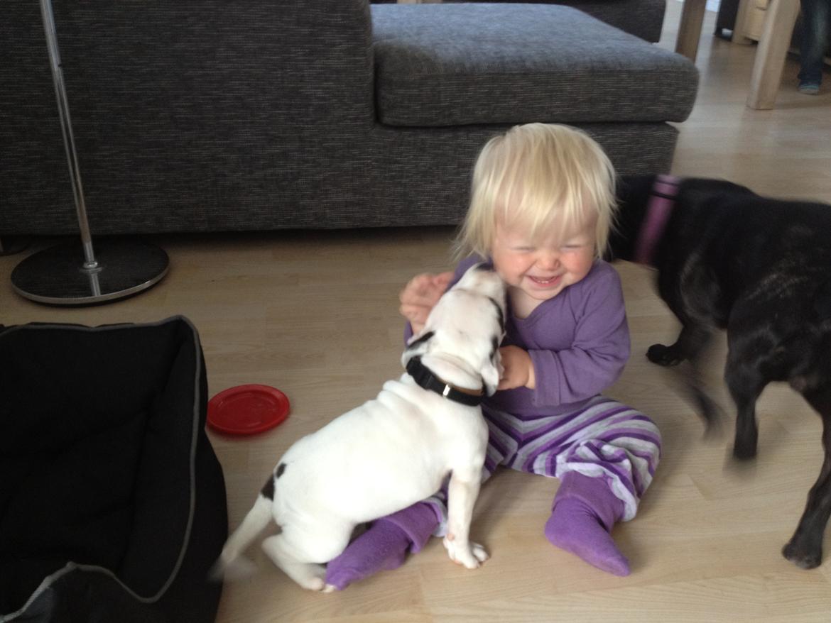 Staffordshire bull terrier Oskar billede 9