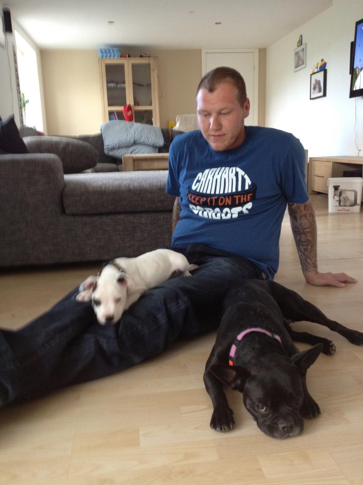 Staffordshire bull terrier Oskar billede 10