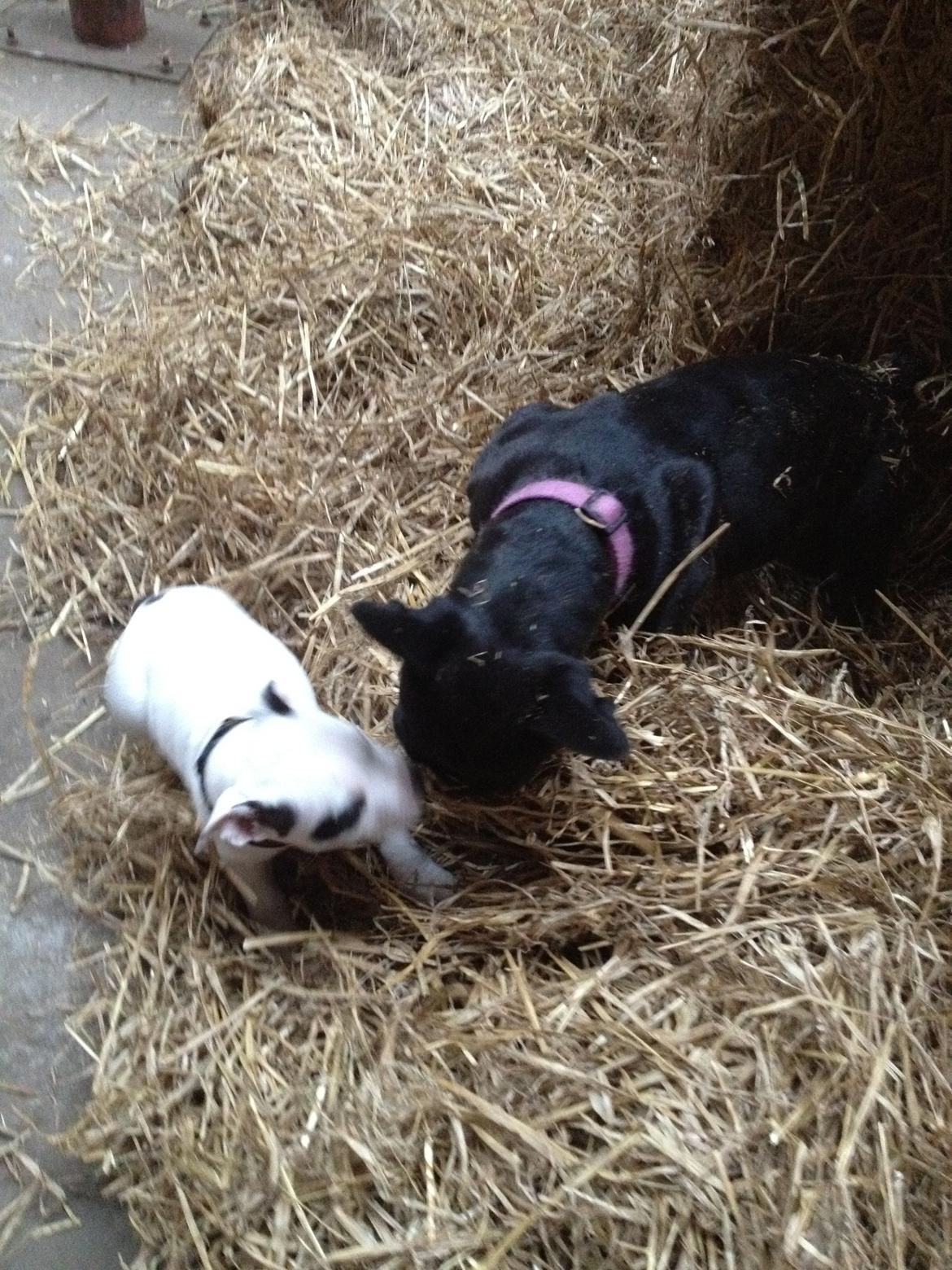 Staffordshire bull terrier Oskar billede 11