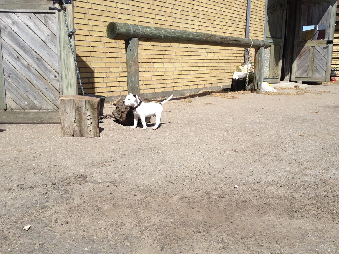 Staffordshire bull terrier Oskar billede 13