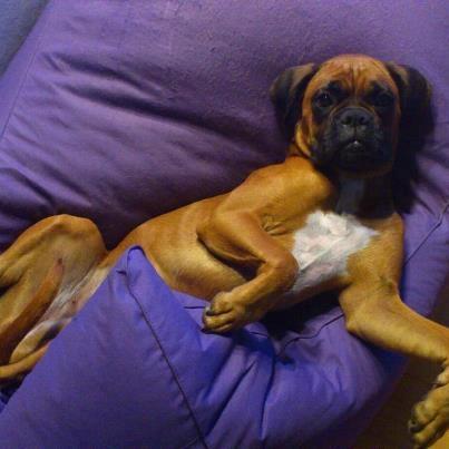 Boxer Martha - Snupper lige en morfar i min fla´u´stol...... billede 18