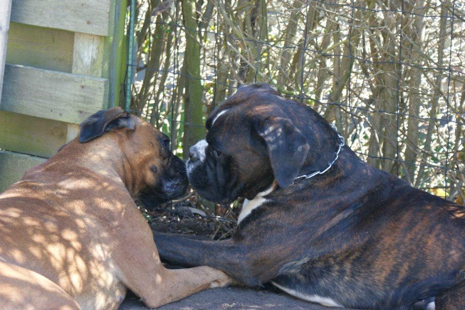 Boxer Martha - "Vi kysser kun en liiillleeee smule......" billede 19