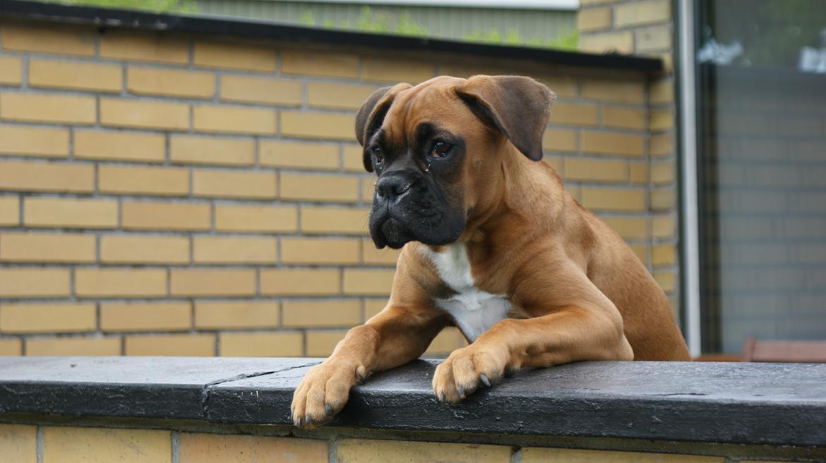 Boxer Martha - "Jeg holder øje........" billede 20