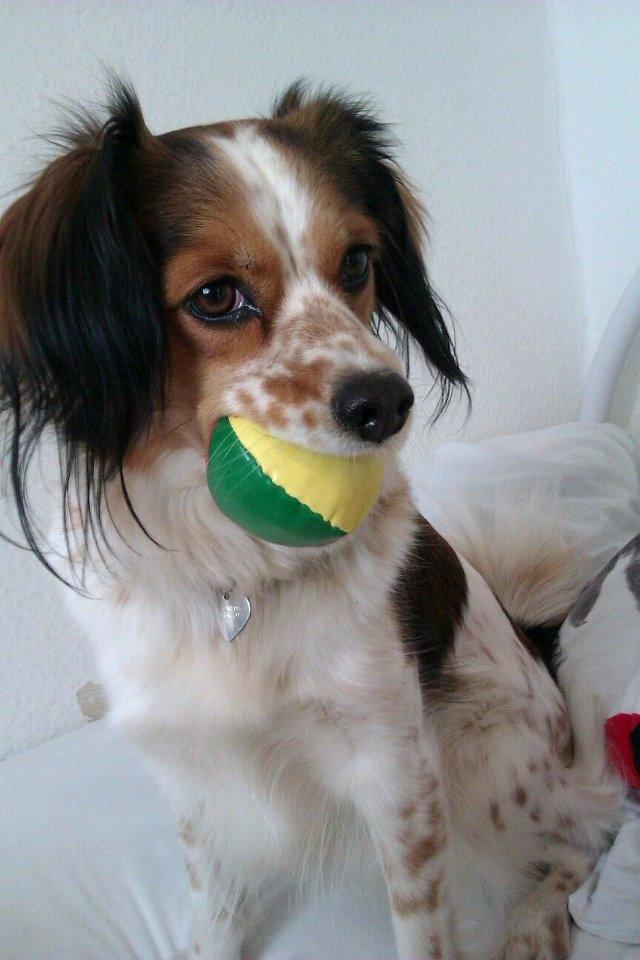 Blanding af racer Silja [Japansk cavalier] - jeg elsker bolde... billede 9