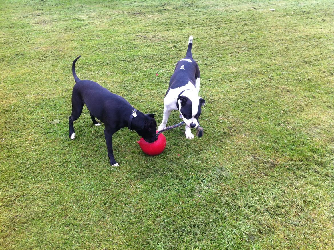 Olde english bulldogge Gifi billede 8