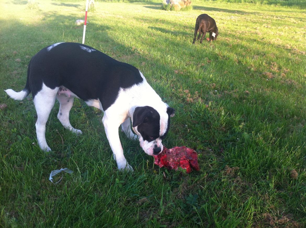 Olde english bulldogge Gifi - godt med kød billede 6