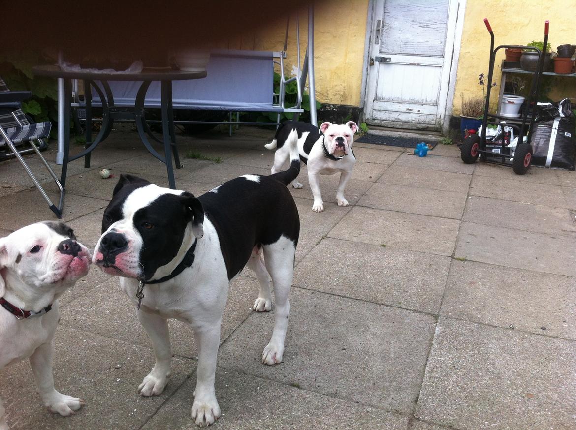 Olde english bulldogge Gifi - søster (gudrun) i baggrunden billede 3