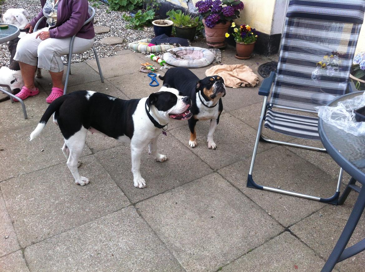 Olde english bulldogge Gifi - mor og datter ;) (inga gundersen) billede 5