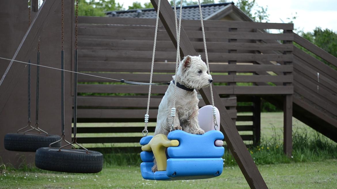 West highland white terrier Sofus <*soulmate*> billede 1