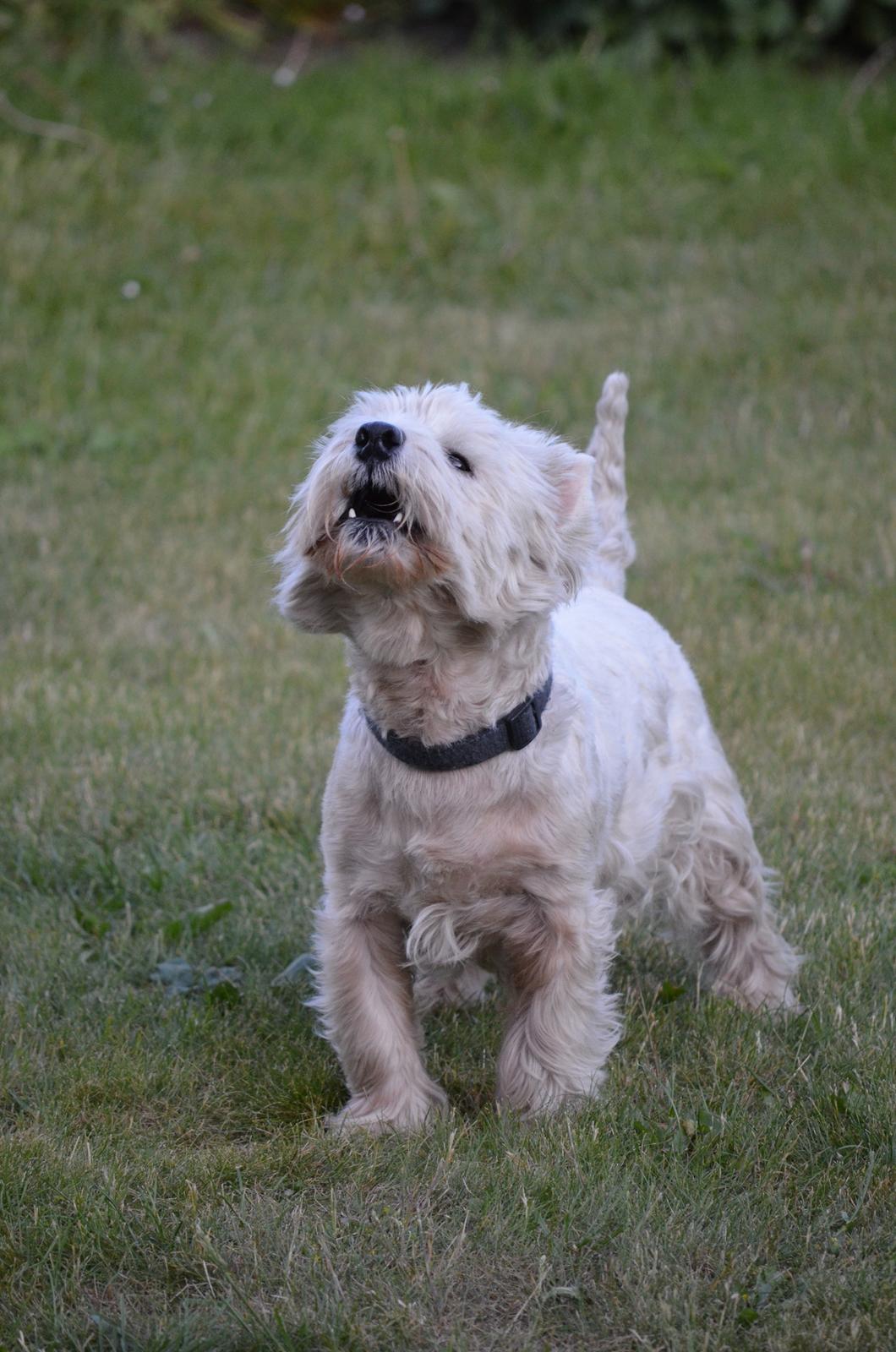 West highland white terrier Sofus <*soulmate*> billede 20