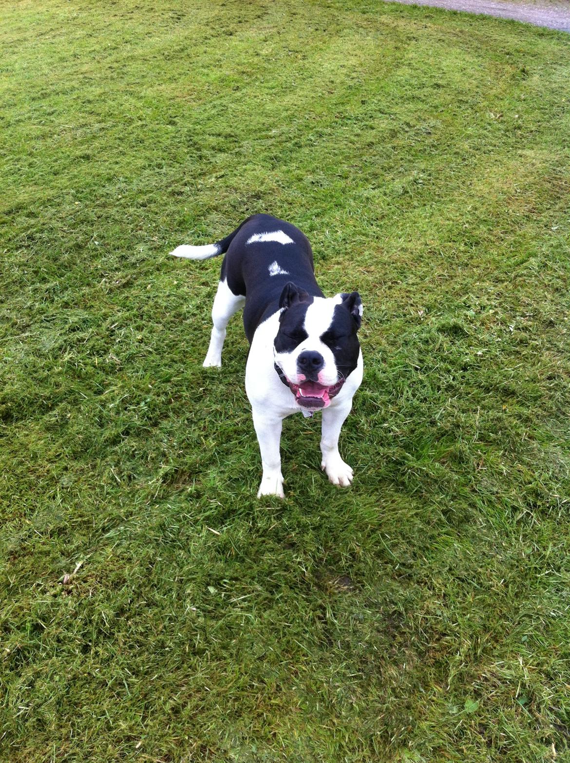 Olde english bulldogge Gifi - fotogene gifi billede 2