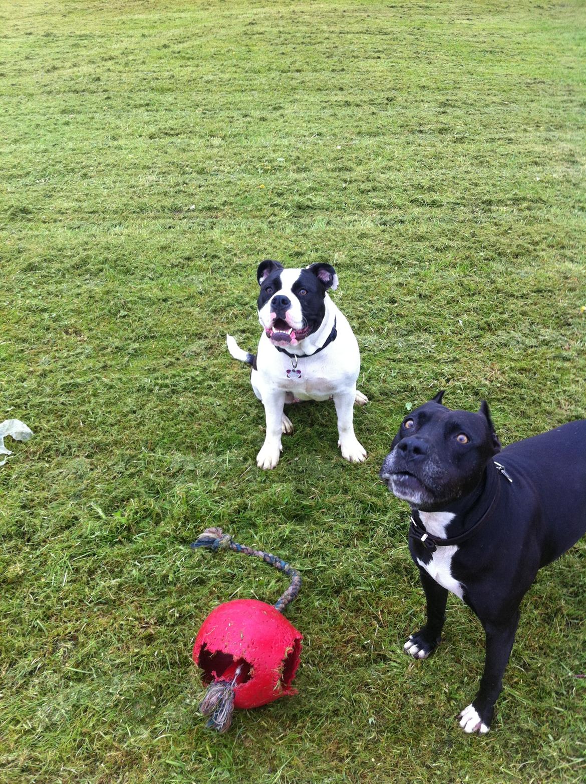 Olde english bulldogge Gifi - myrna & gifi billede 1