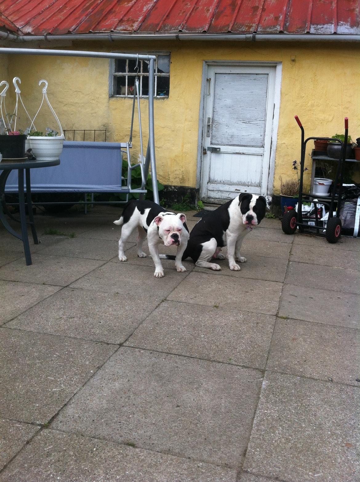 Olde english bulldogge Gifi - gudrun og gifi billede 4