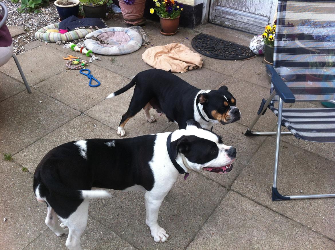 Olde english bulldogge Gifi billede 7