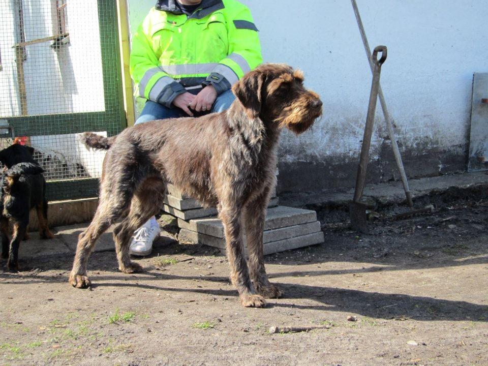 Ruhåret hønsehund Birkemosens Luchs billede 7