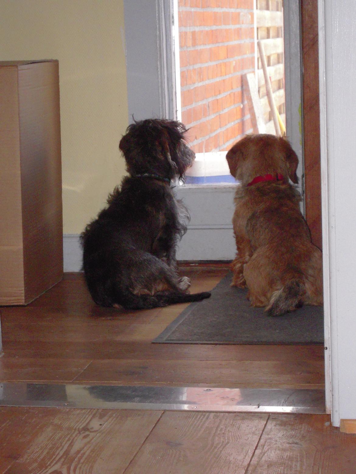 Gravhund Bevi Franzi - kælenavn Rasmus billede 5