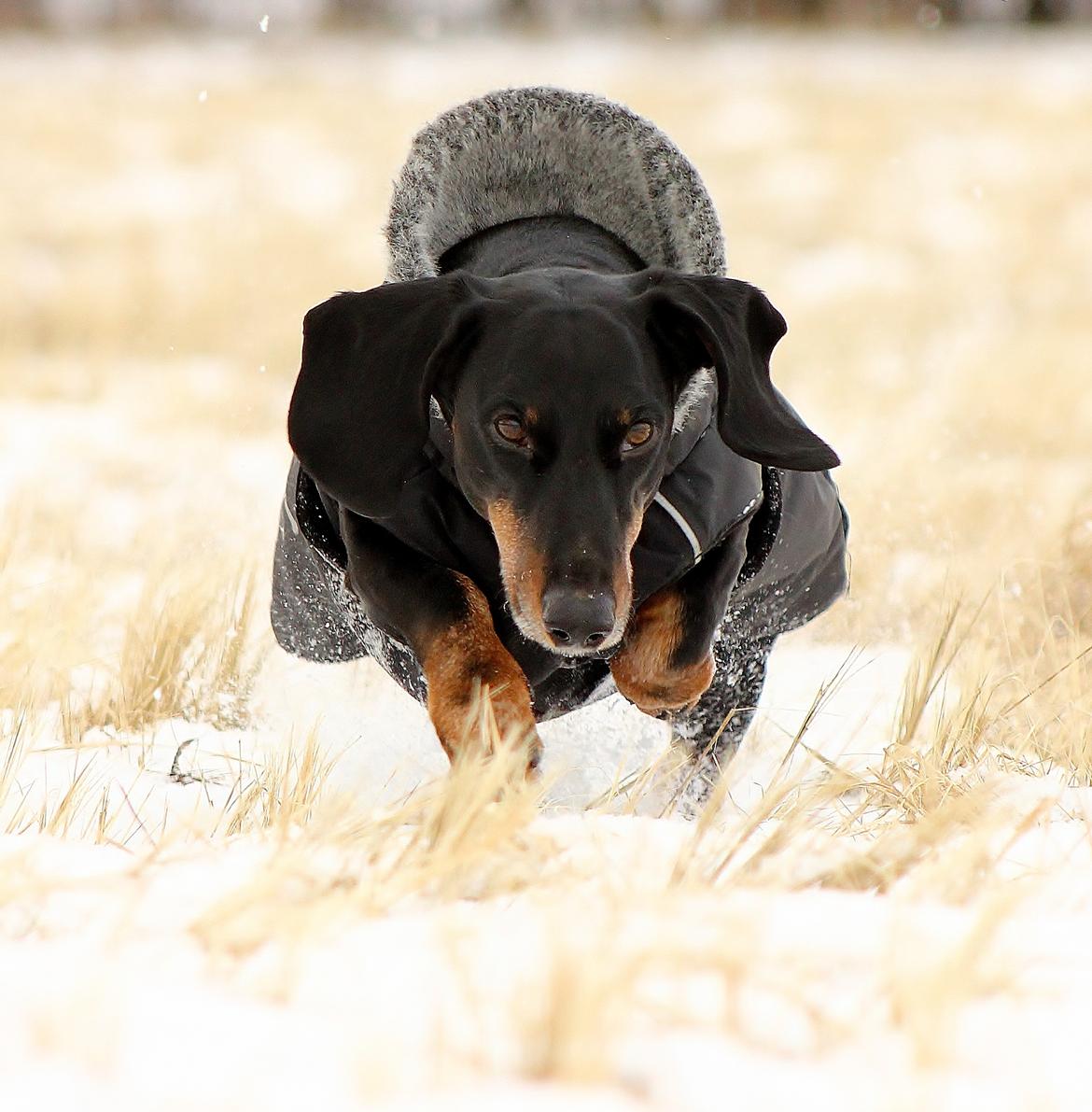 Gravhund ......Jaques.....;) (Himmelhund) - Da da da daaaa! billede 24