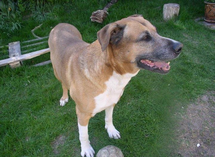 Blanding af racer Uncas billede 17