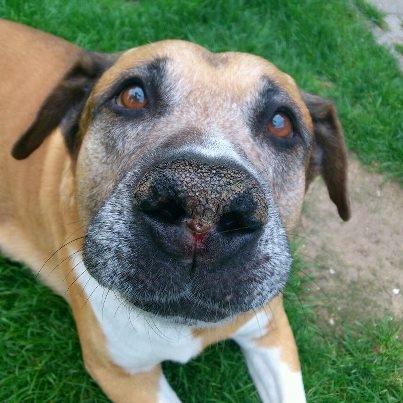 Blanding af racer Uncas - Cute <33 billede 18