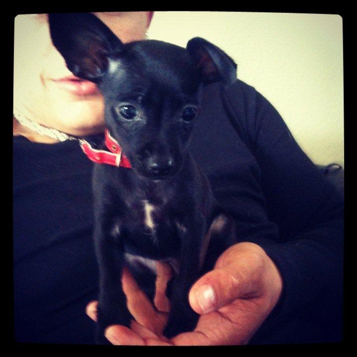 Blanding af racer Molly - Hun er så lille, hun kan være i en hånd :) billede 6