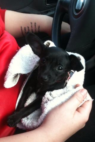 Blanding af racer Molly - På vej hjem med prinsessen <3 billede 7