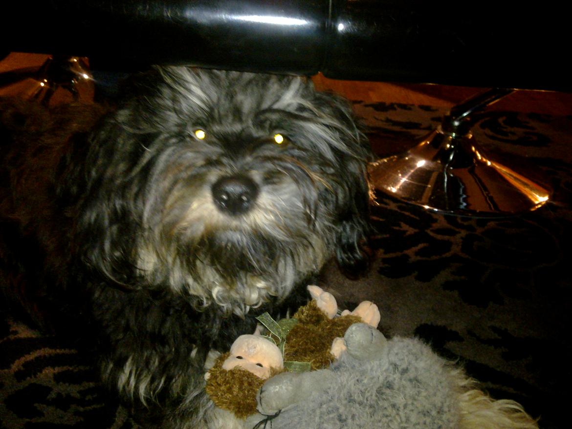 Tibetansk terrier Budda billede 1