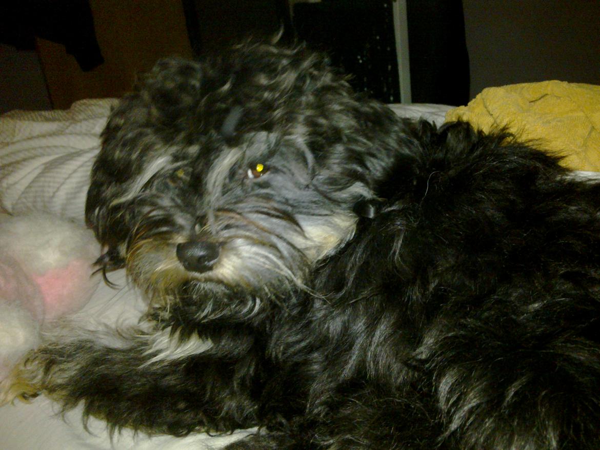 Tibetansk terrier Budda billede 2