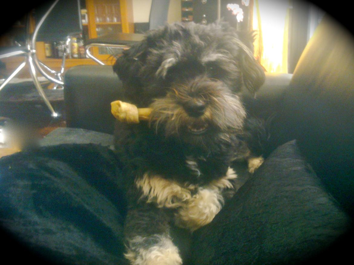 Tibetansk terrier Budda billede 3