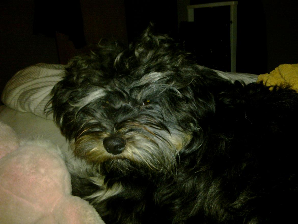 Tibetansk terrier Budda billede 4