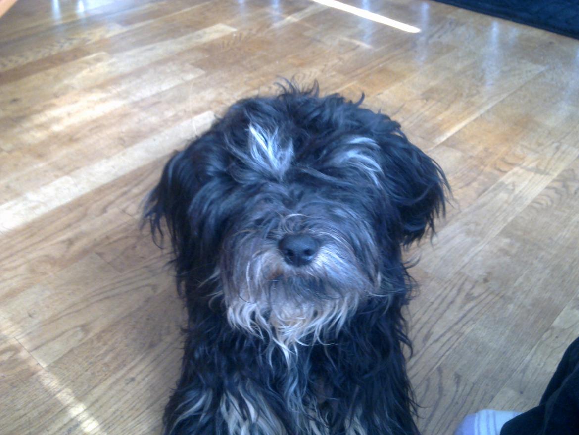 Tibetansk terrier Budda billede 5