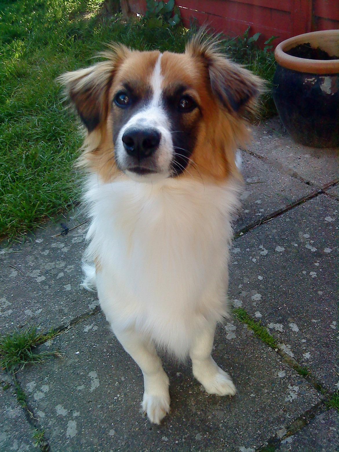 Blanding af racer Miki billede 1