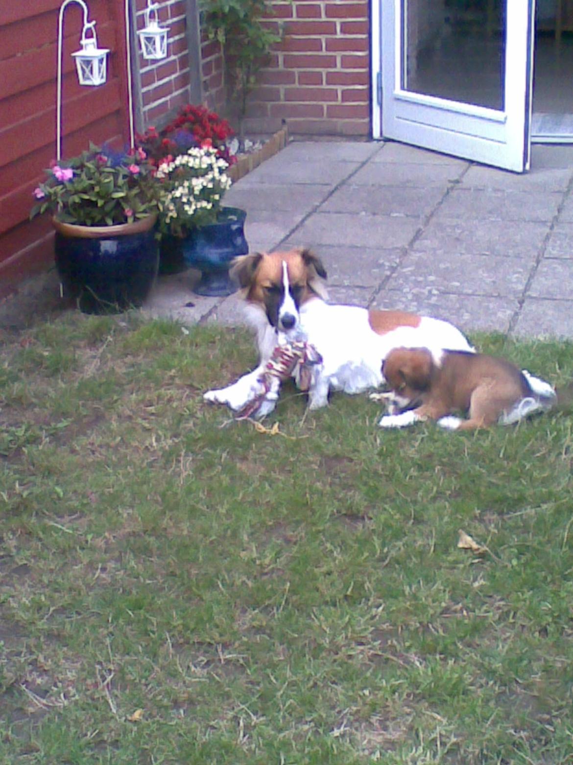 Blanding af racer Miki billede 2