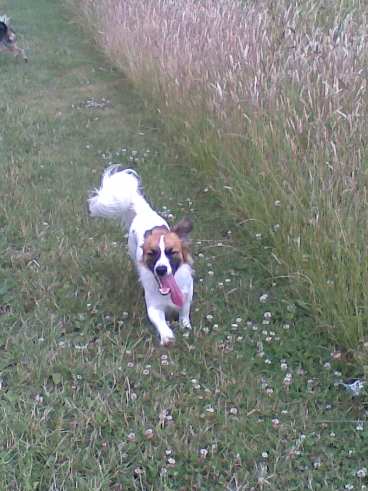 Blanding af racer Miki billede 3