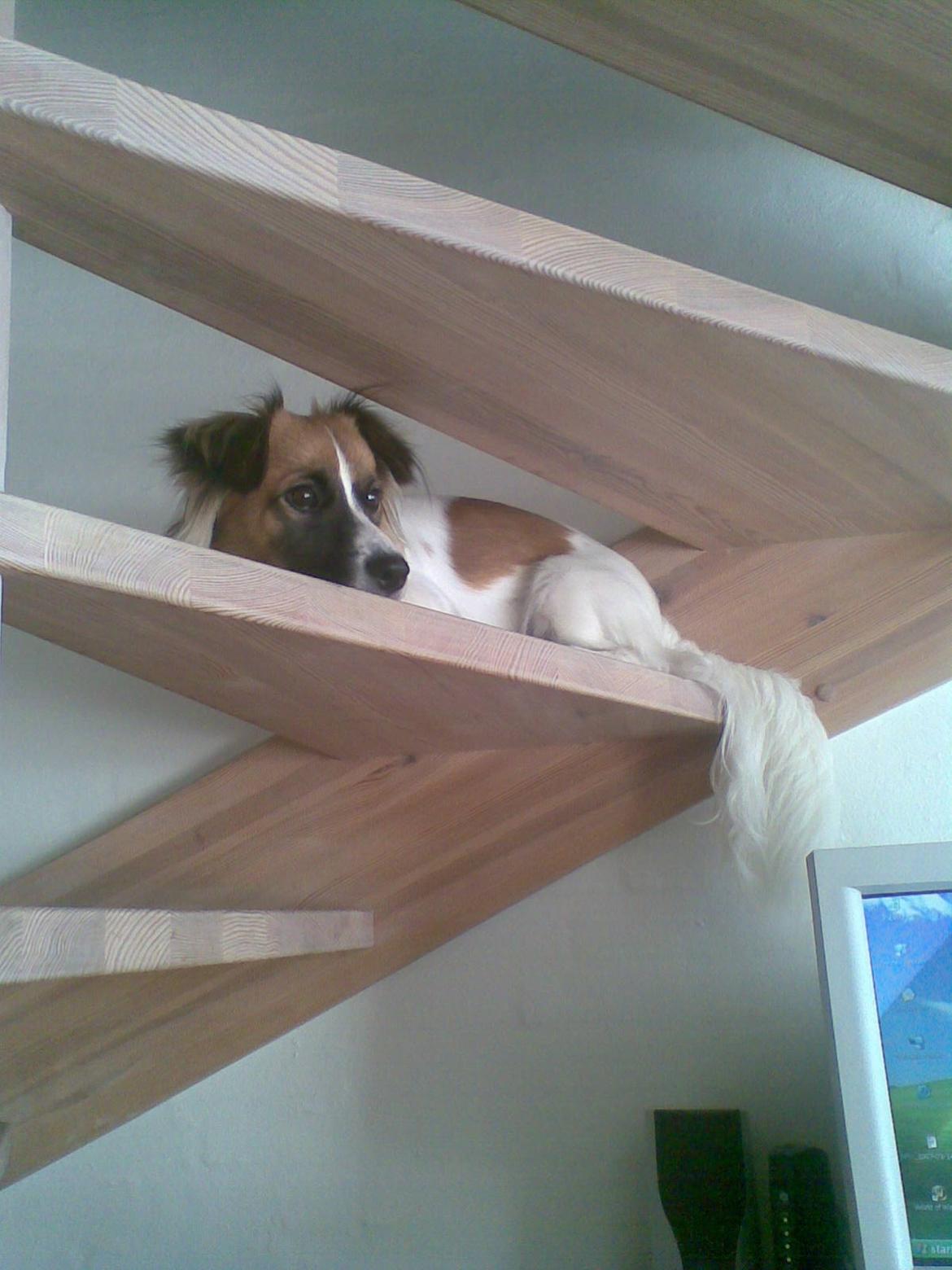 Blanding af racer Miki billede 4