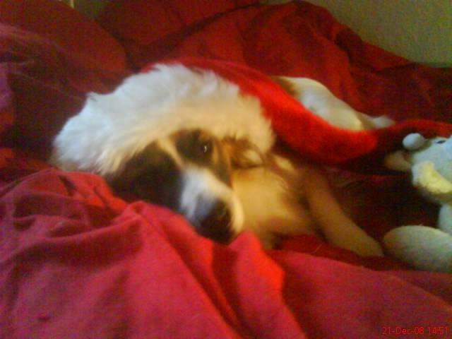 Blanding af racer Miki billede 5