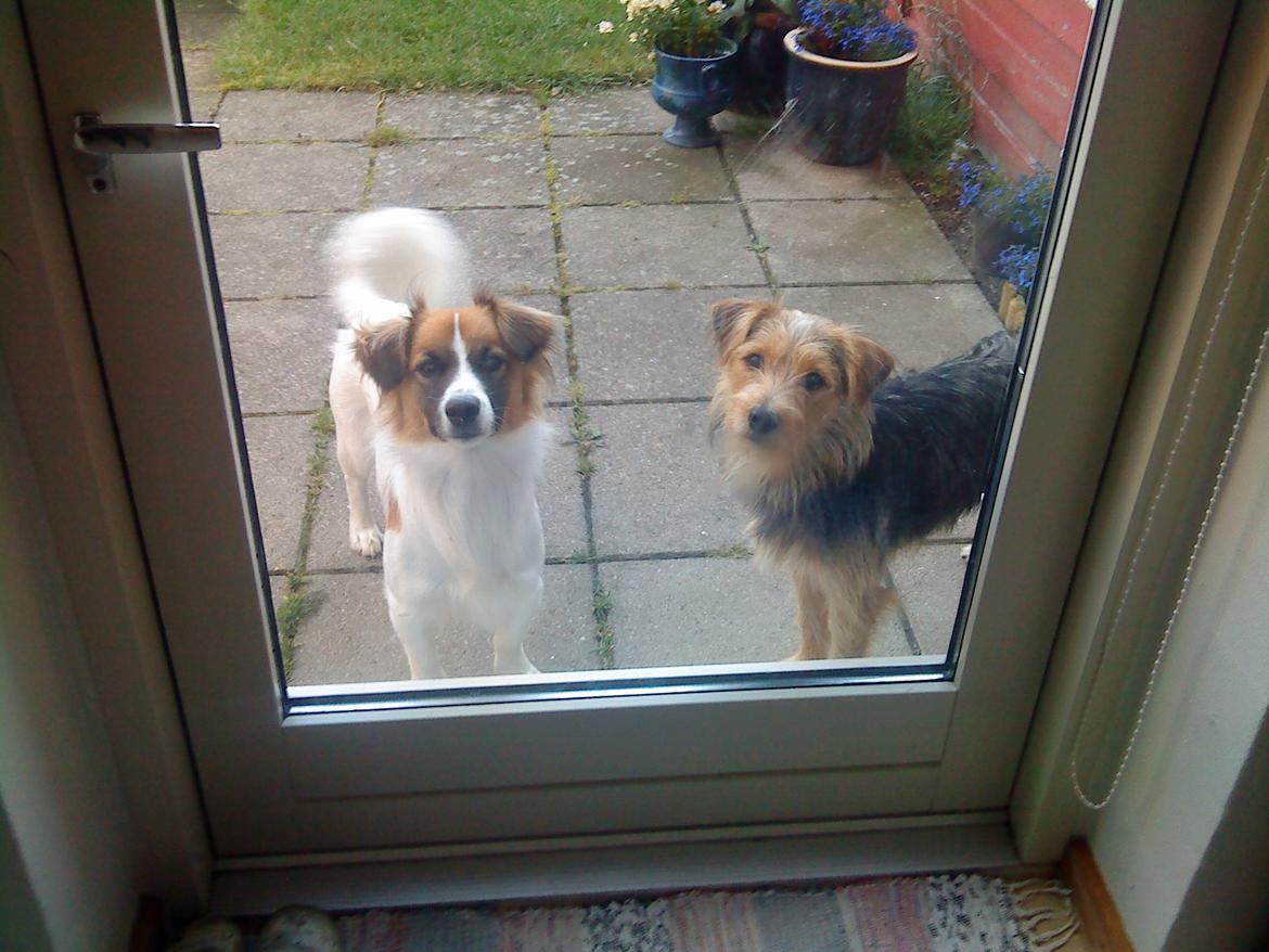 Blanding af racer Miki billede 6