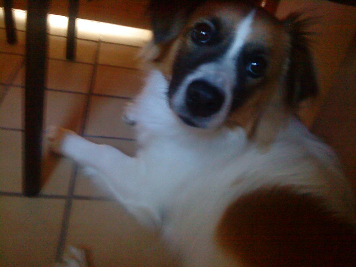 Blanding af racer Miki billede 7