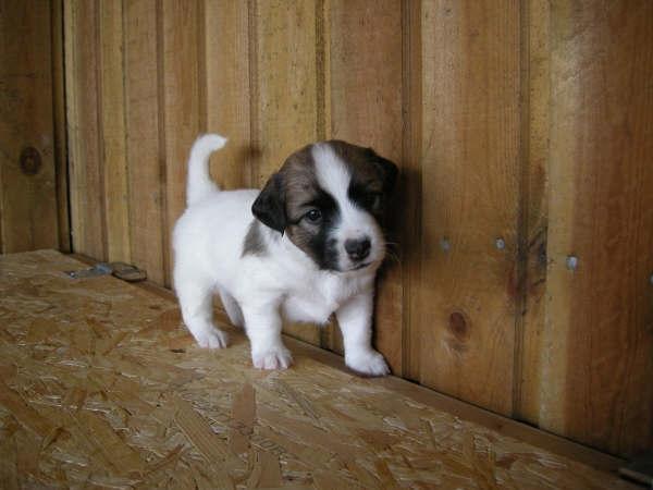 Blanding af racer Miki billede 8