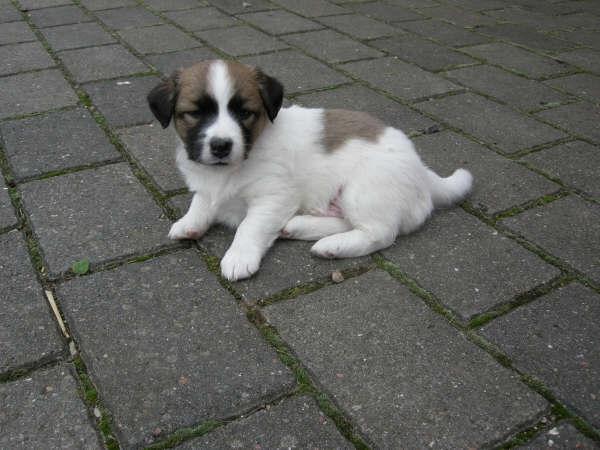 Blanding af racer Miki billede 9