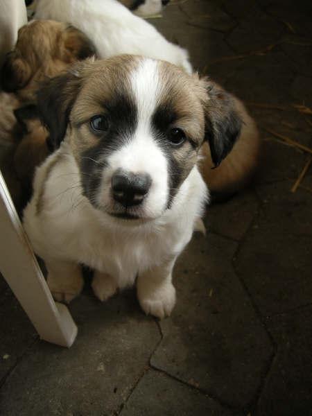 Blanding af racer Miki billede 10