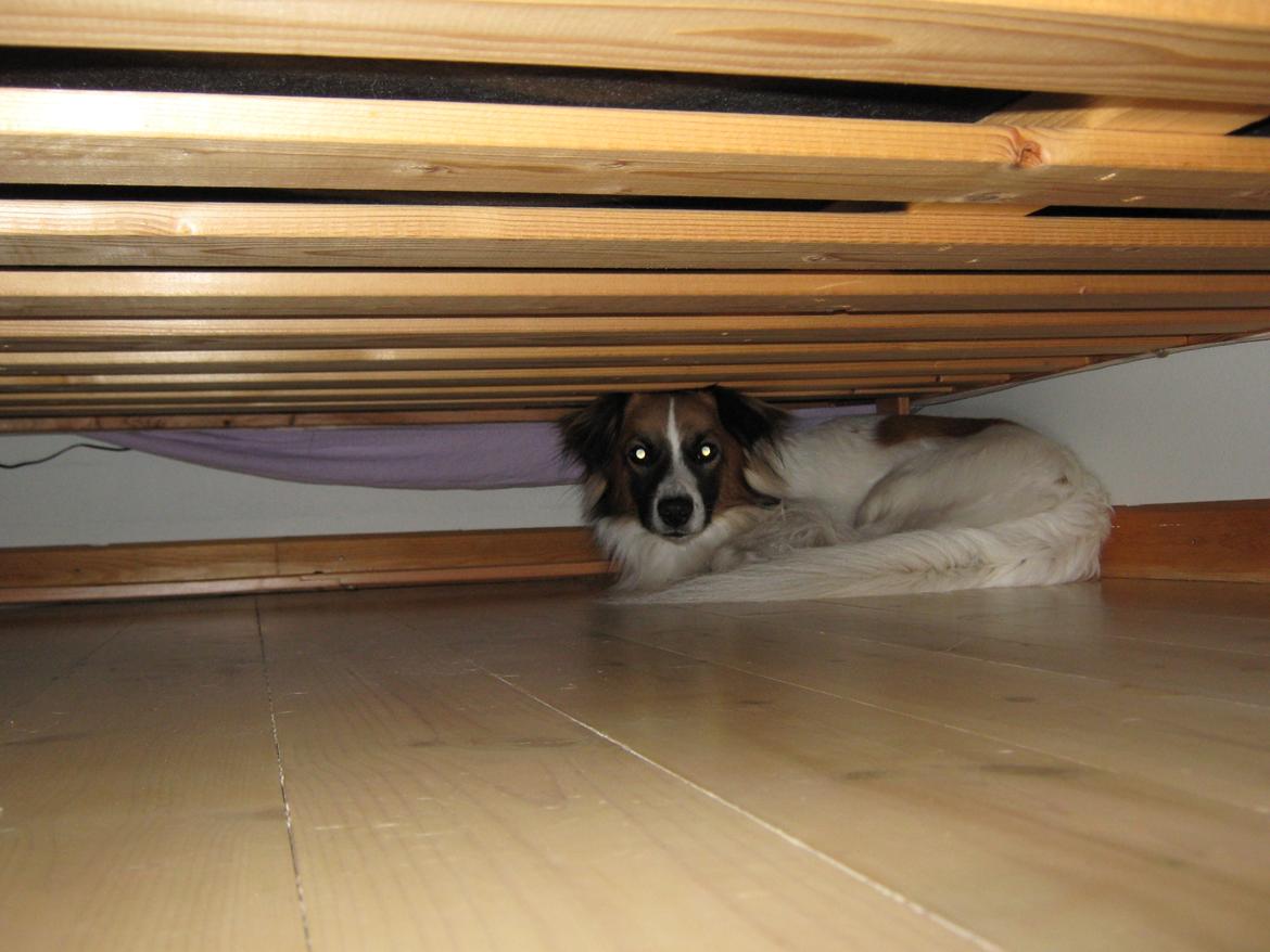 Blanding af racer Miki billede 11