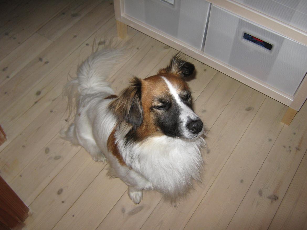 Blanding af racer Miki billede 12