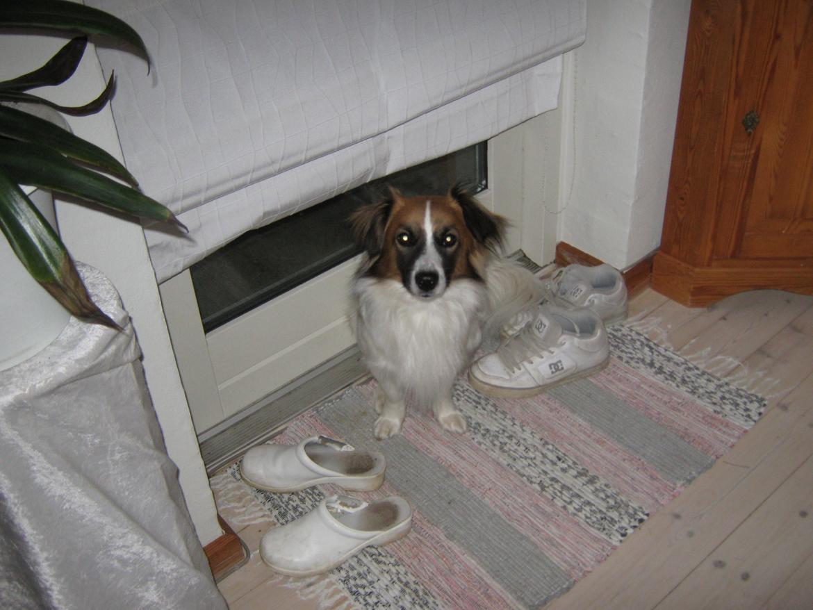 Blanding af racer Miki billede 13