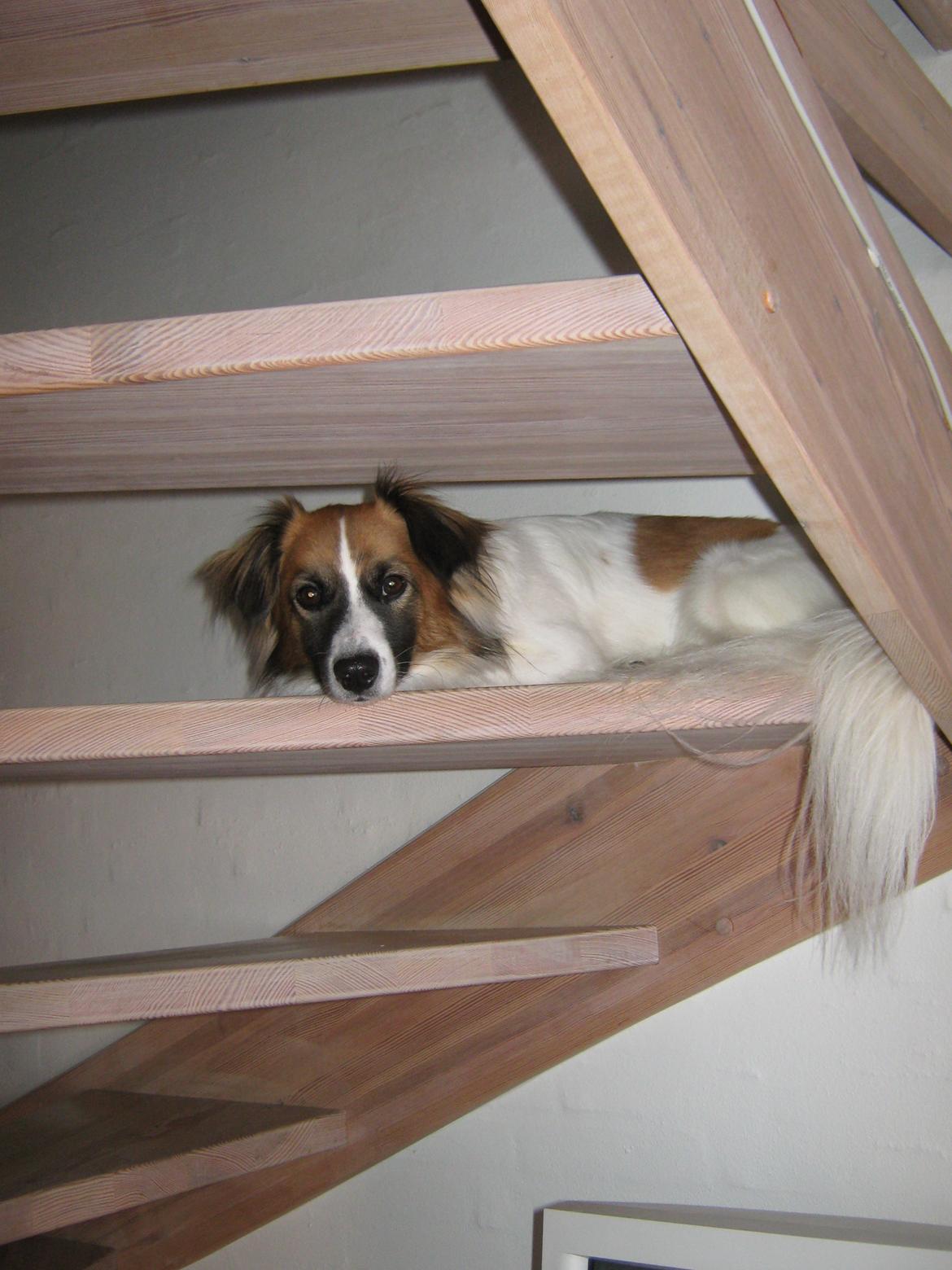 Blanding af racer Miki billede 14