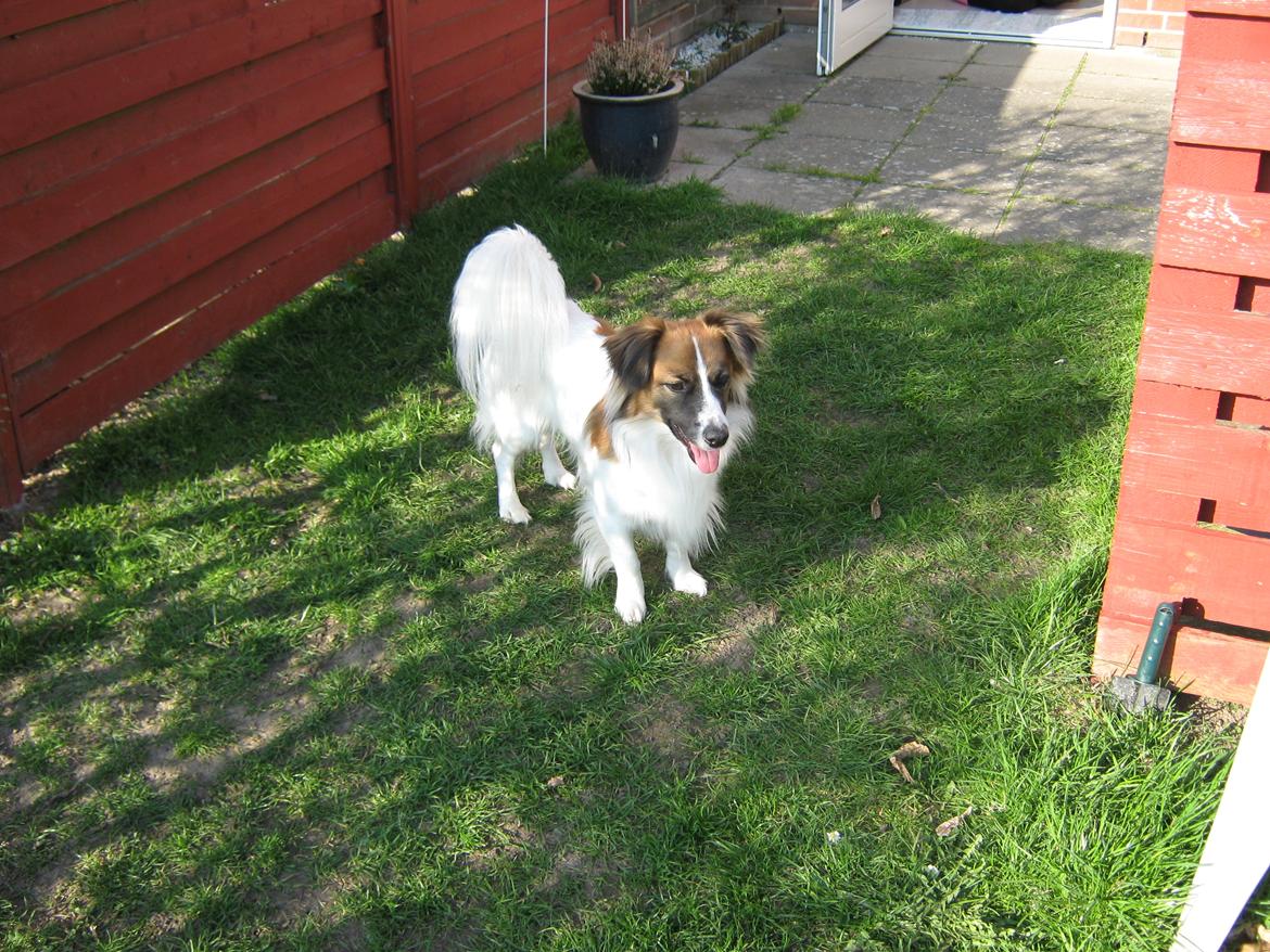 Blanding af racer Miki billede 15