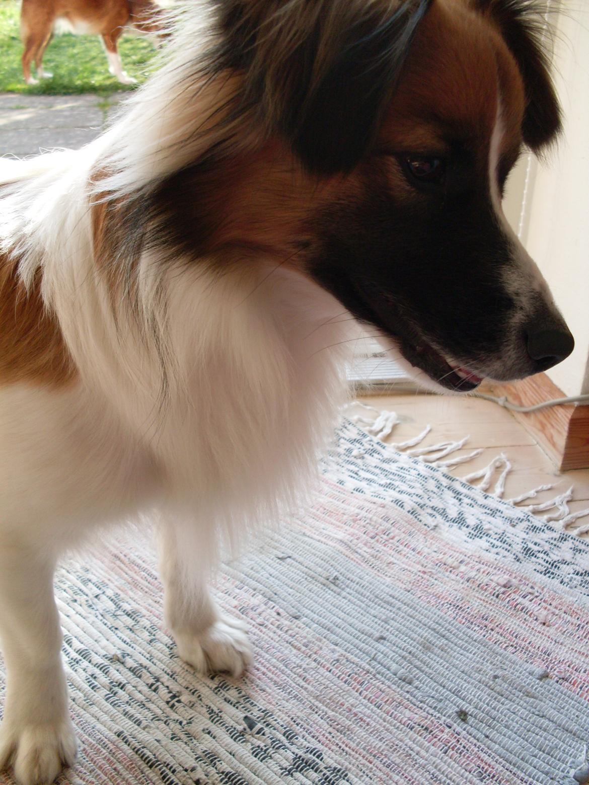 Blanding af racer Miki billede 16